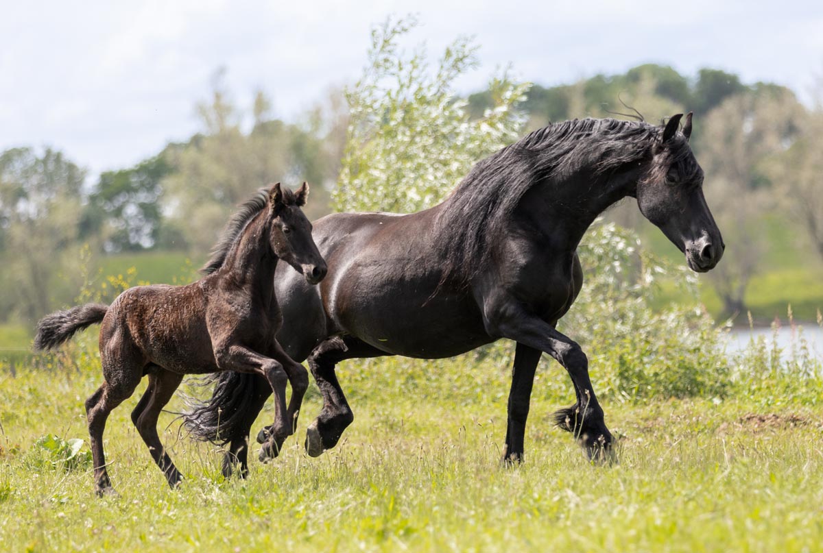 Fries paard met veulen